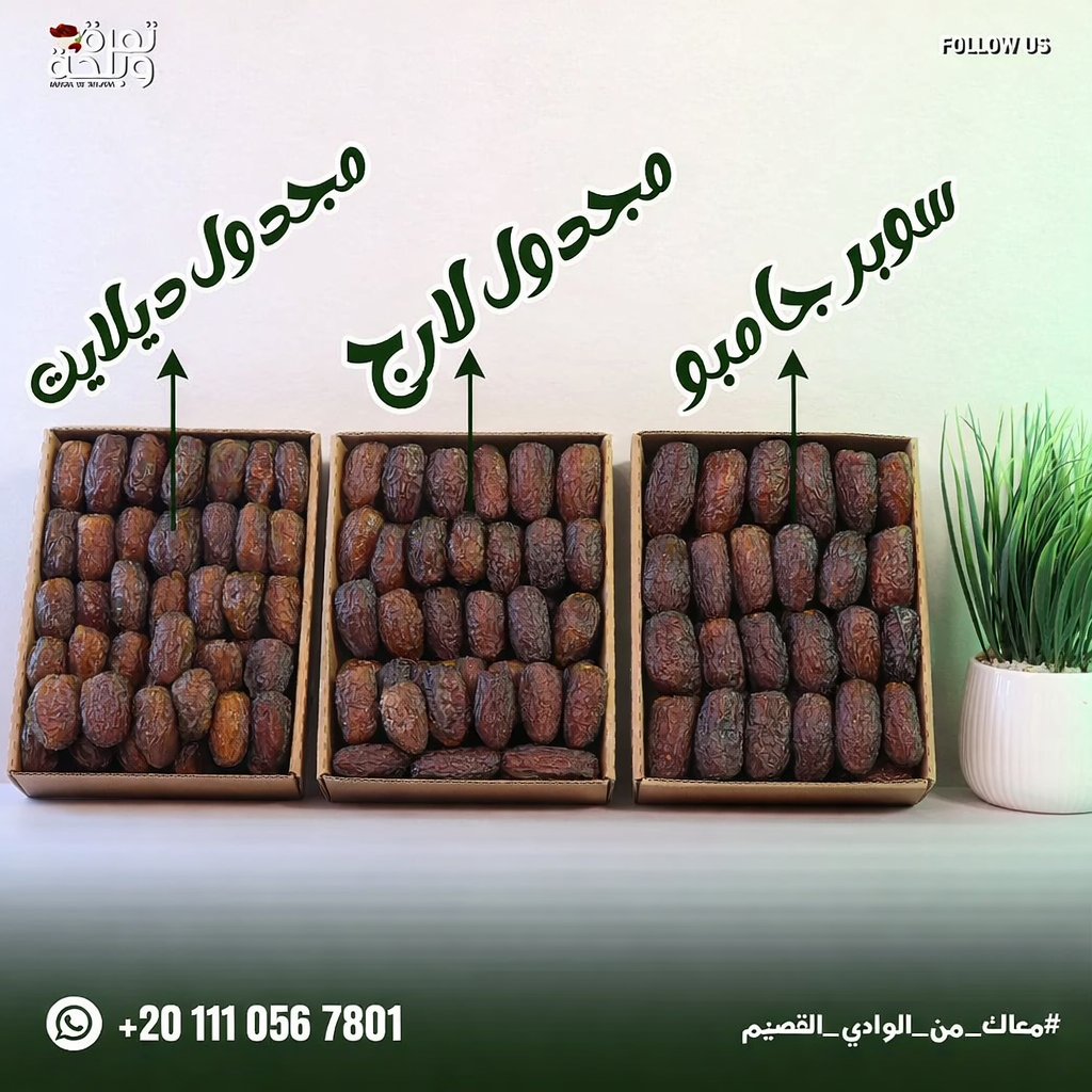 Egyptian Medjool Delight